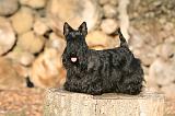 SCOTTISH TERRIER 136